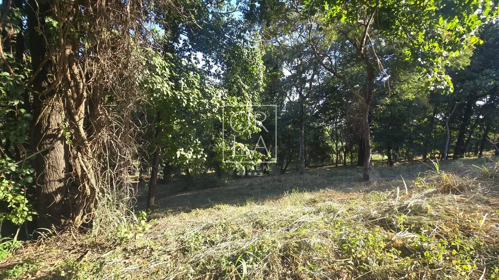 Foto 19