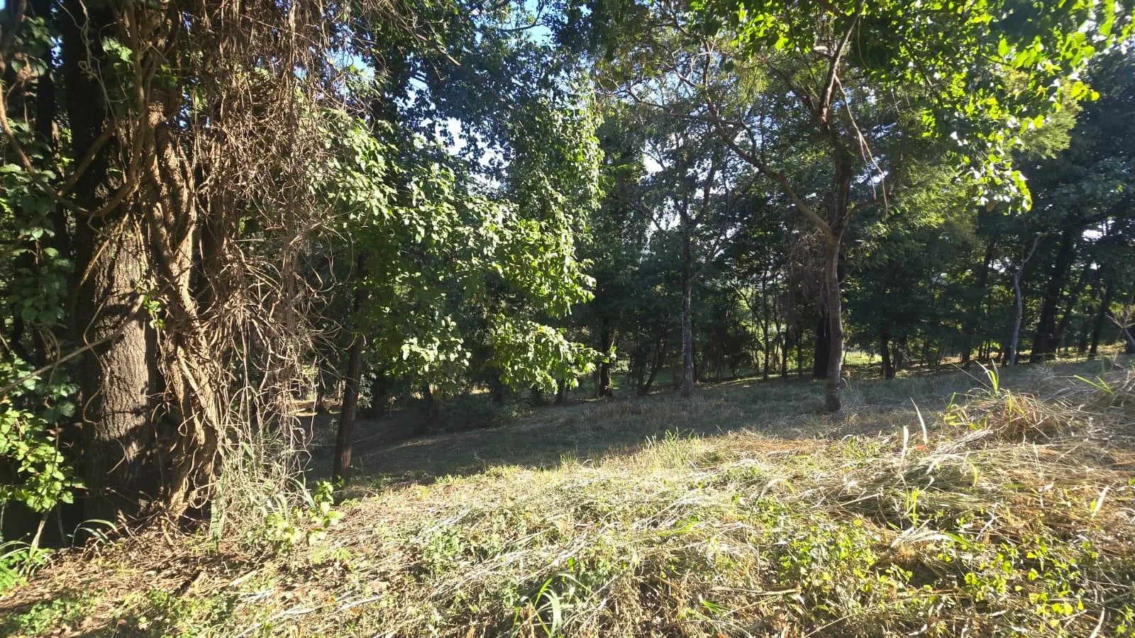Foto 19